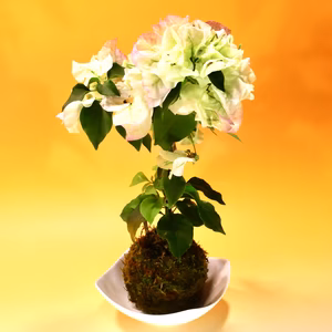 苔玉　ブーゲンビリア(白系)
