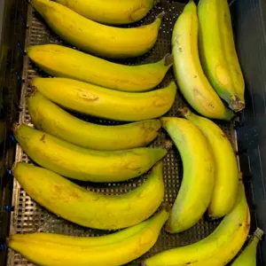 【訳アリ品】　甘くてねっとり　千葉県産房総バナナ