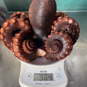 ゲリラ出品！　980g 秘伝の茹で汁で茹でた浜茹で地だこ