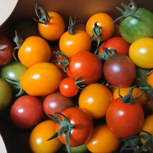 一瞬一旬お野菜セット