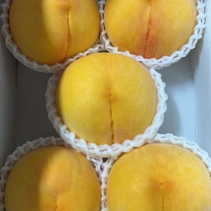 台風のため12日で収穫を最後の希少な数が少ない黄桃です。マンゴーのような食感！