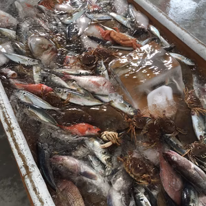 お魚をこよなく愛する貴方へ『私からの純情詰め合わせ』※おまかせ魚介類セット