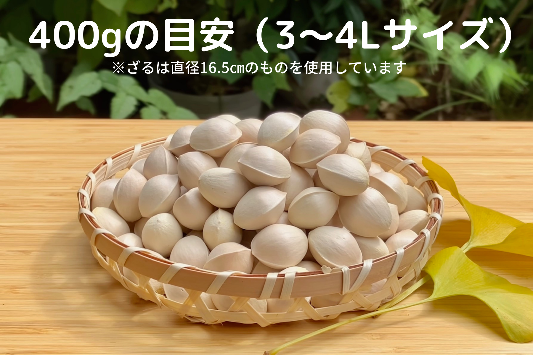 園主イチオシ！もっちり大粒ぎんなん”久寿✨”３L～４L 400g｜果物の