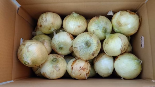 新たまねぎ