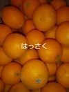【家庭用】園主の気まぐれ 春みかん ５種盛 柑橘食べ比べ   