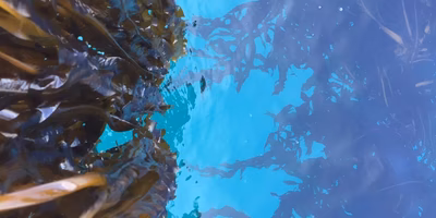 誰か俺に三陸ワカメの魅力を教えてください