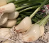 【愛知県産】スプラウト青空にんにく訳あり40本以上