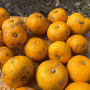 「福袋2026」柚子　果汁加工用　訳あり無農薬除草剤不使用　わけあり