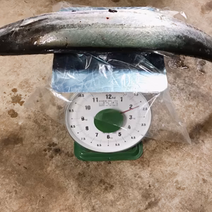 【モニター価格！】釣りたての鰆 2.2kg