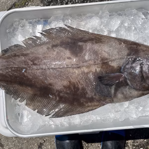 現品限り【知床羅臼直送】ギンガレイ2kg 刺身、焼物等 神経〆