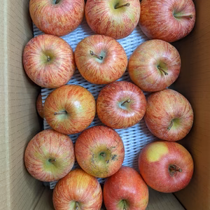 ふじりんごMサイズ28玉