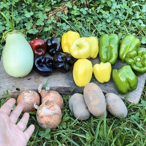 すべて固定種の8品目セット✨【数量限定】箱に入るだけいっぱいお届け！自然栽培 