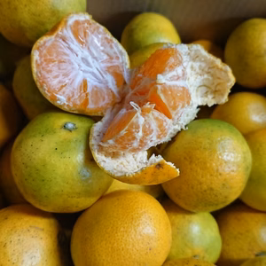 和歌山県日高川町産 由良早生みかん 4,8キロ