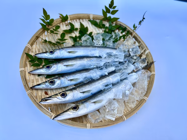 【送料無料】本日発送！宮崎県産の”カマス”（1kg）　