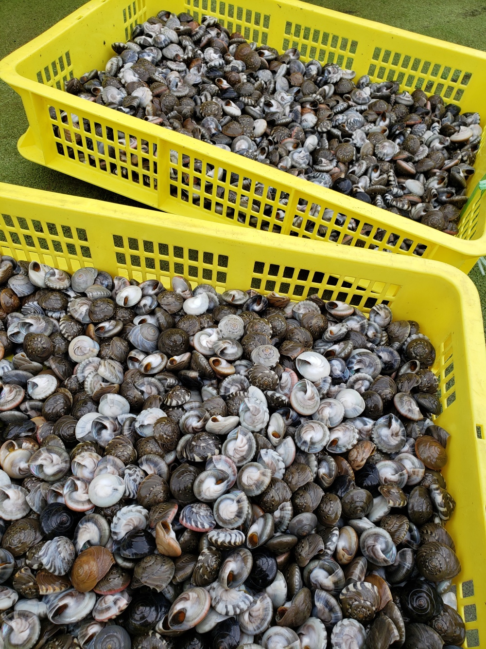天然 ナガラミ 九十九里浜産 500g 千葉県 砂抜き ながらみ 海水ボイル 幻の貝 プレゼント マイゴ 誕生日