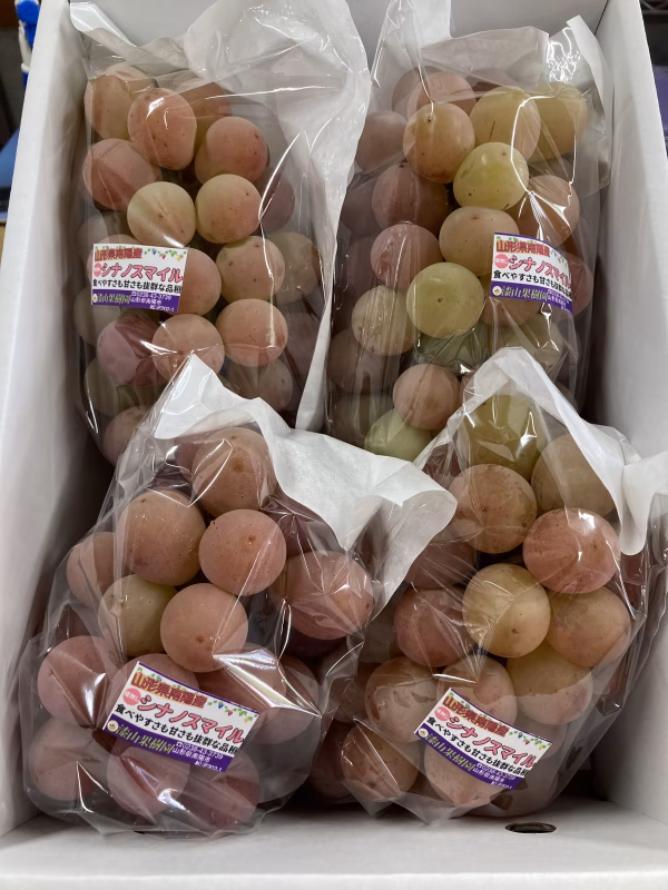 【訳あり】赤玉ぶどうシナノスマイル1.5キロ