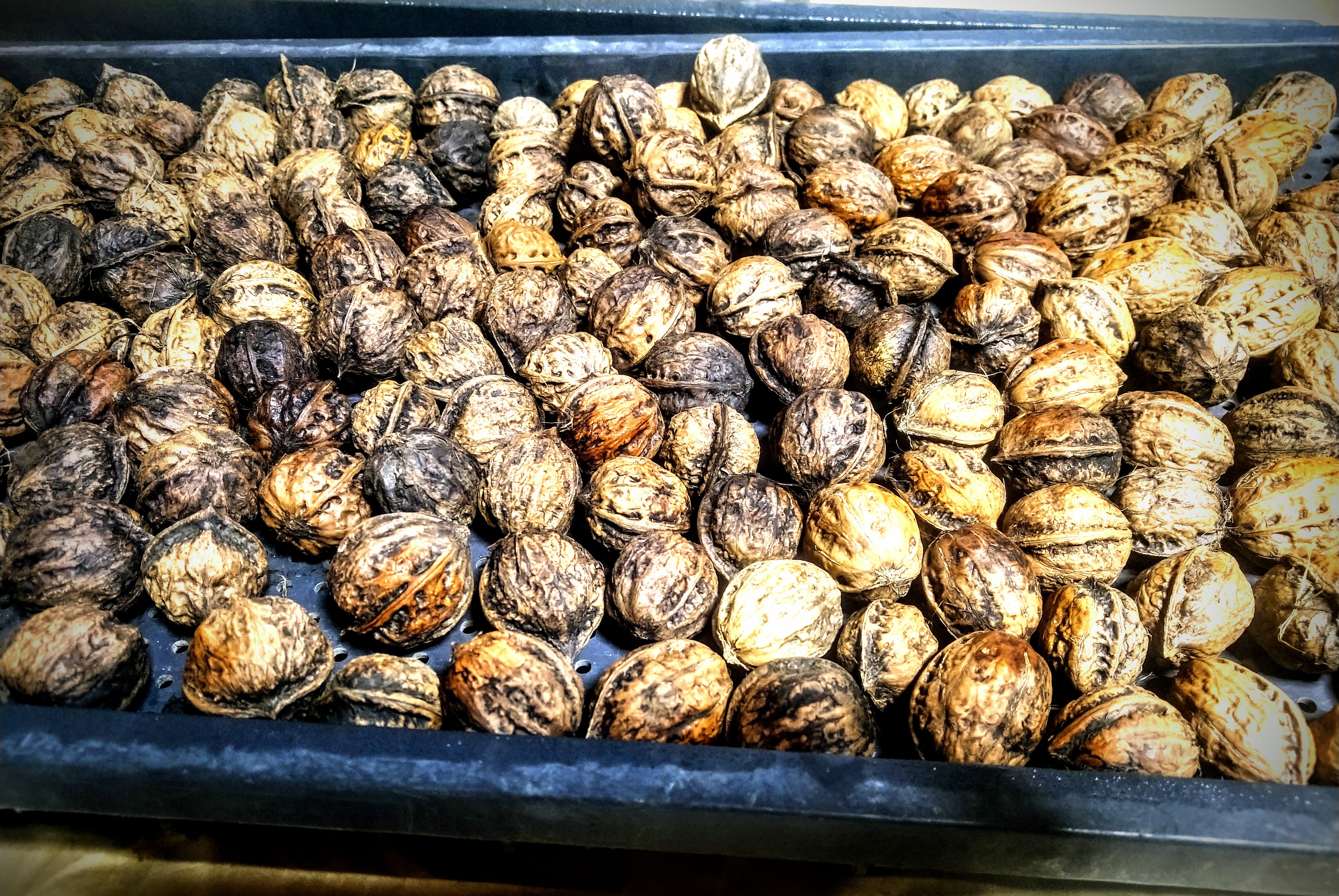 青森県十和田市の天然鬼クルミ2.3kg！｜ナッツの商品詳細｜ポケット