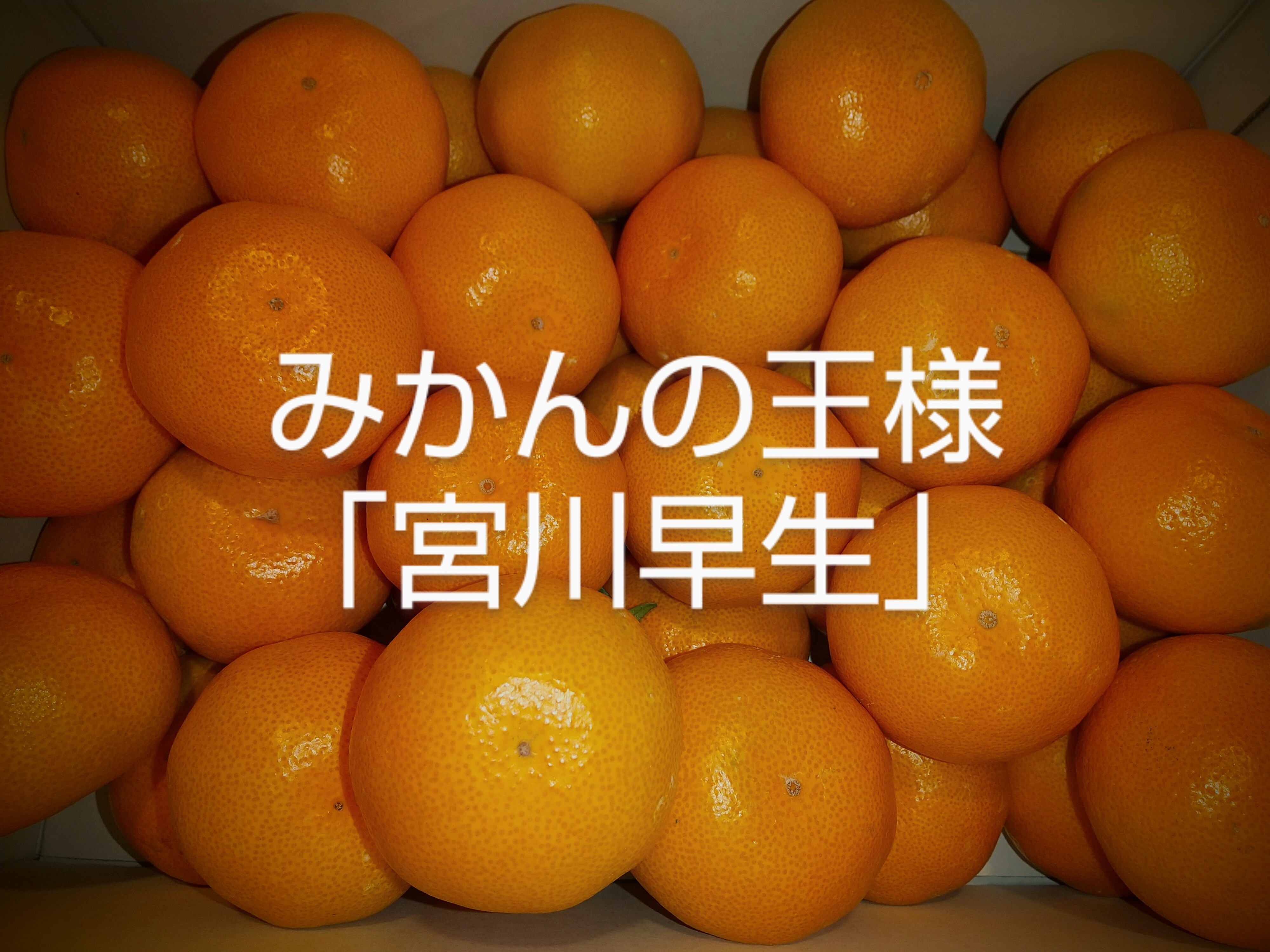 みかんの王様 宮川早生 Lサイズ 農家漁師から産地直送の通販 ポケットマルシェ