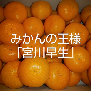 みかんの王様 【宮川早生】 Sサイズ