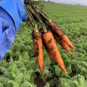 熊本県菊陽町名産！とっても甘くてみずみずしい人参☆蒸したらホクホク甘くて、生でも