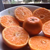 クレメンティン　希少みかん（スペインの味をご賞味下さい）