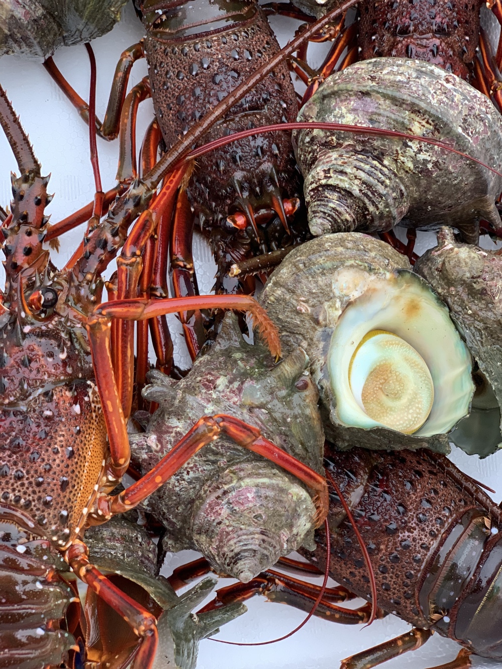 漁師直送 伊勢海老1キロ サザエ １キロ 詰め合わせ 農家漁師から産地直送の通販 ポケットマルシェ