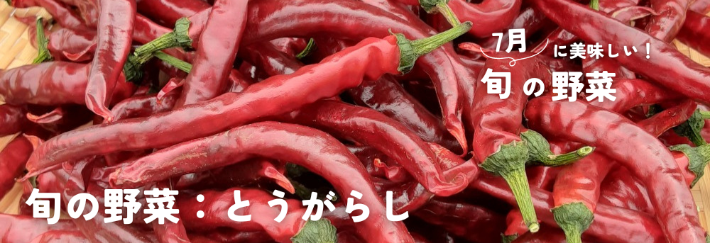 7月に旬のとうがらし
