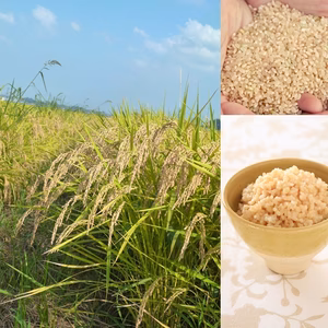 【新米予約】 令和7年 多古米 玄米 5kg たこまい 多古町 東佐野産