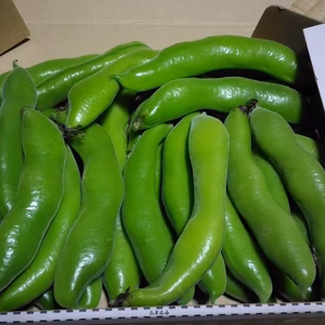 【送料無料】農家直送！空豆　コンパクトbox便　700ｇ前後