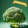【富士河口湖産】ガブっとかじりたい！緑が美しいブロッコリー（S- Mサイズ入)