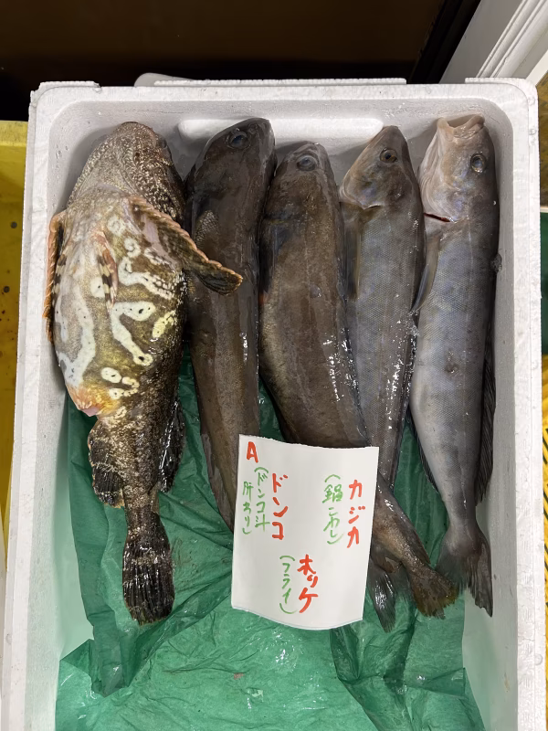本日水揚げ‼️A. 鍋用セット‼️ カジカ、ドンコ、ホッケ