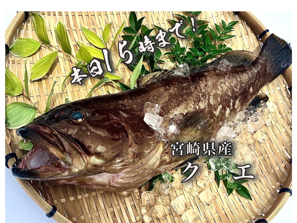 本日15時まで 送料無料 漁獲量の少ない超高級魚 クエ 1 9kg 農家漁師から産地直送の通販 ポケットマルシェ