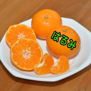 はるみ★甘さと酸味がやみつき！薄皮ごと食べられる柑橘！
