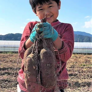 宮崎県産紅はるか(さつまいも)訳あり品5キロ 今年掘りたて！ 焼き芋最適