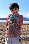 宮崎県産紅はるか(さつまいも)訳あり品5キロ 今年掘りたて！ 焼き芋最適