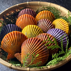 ☆幻の若貝 緋扇貝 -大分屋形島産-【数量限定】