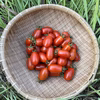 【無農薬・無肥料】イタリアントマト（ロッソナポリタン、シシリアンルージュ）