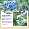 ブルーベリー新鮮果実：ラビットアイ系　4パック詰め（125gｘ4）