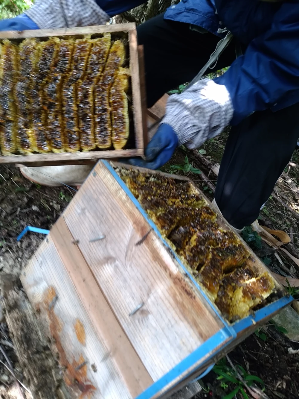 養蜂 養蜂器具 養蜂箱 西洋 ミツバチ 巣箱 養蜂キット 養蜂道具