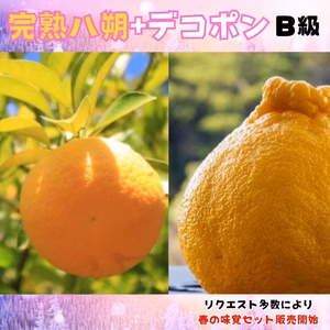 和歌山セット デコポン はっさく セット【和歌山】でこぽん ミカン 送料無料