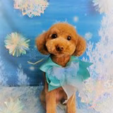 ともともココア