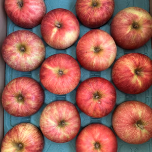 【夏りんご】青森県産りんご 「つがる」家庭用 キズ有 【光センサー選果・クール】