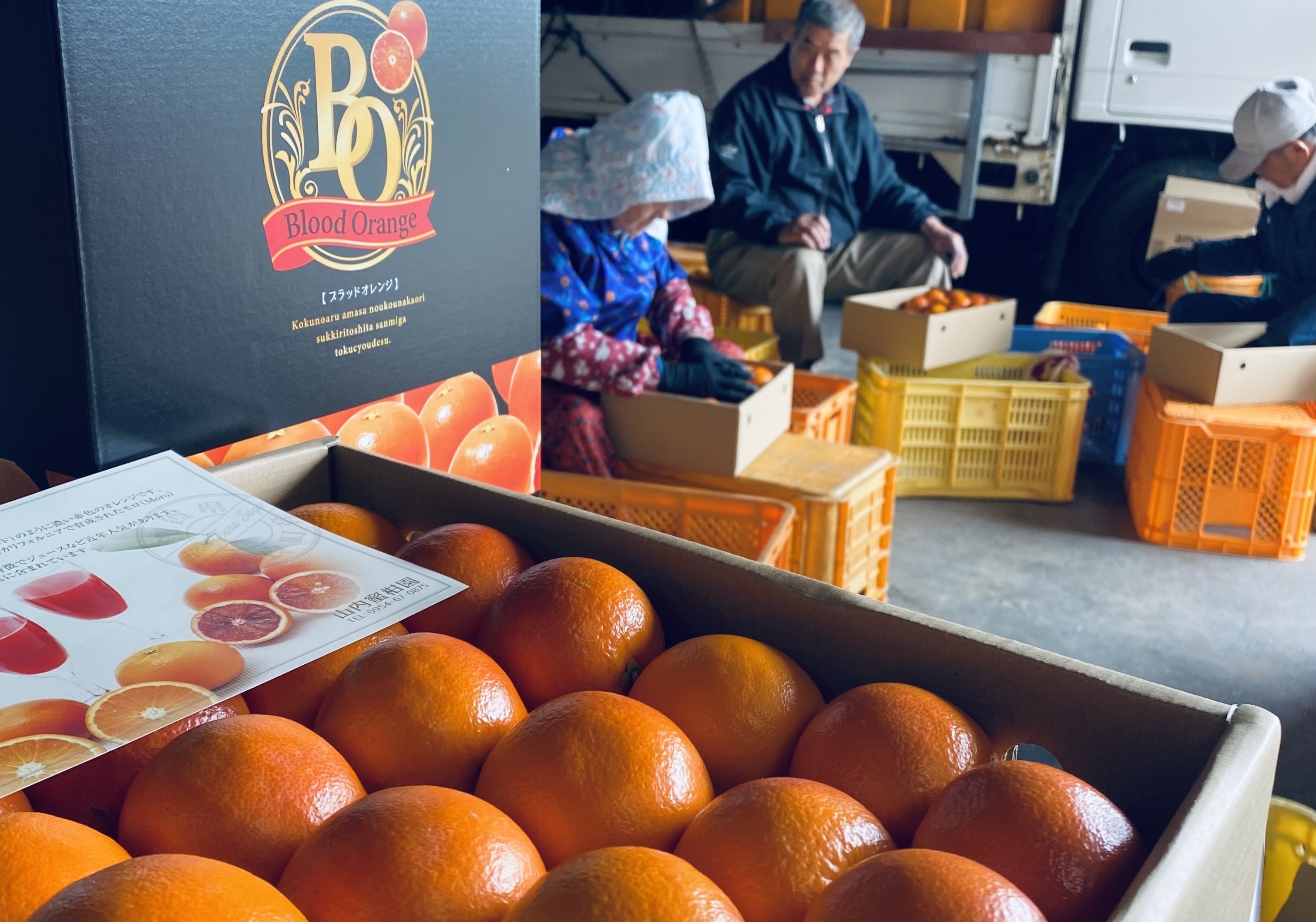 佐賀県藤津郡太良町｜山内柑橘農園｜山内輝止さんの生産者プロフィール