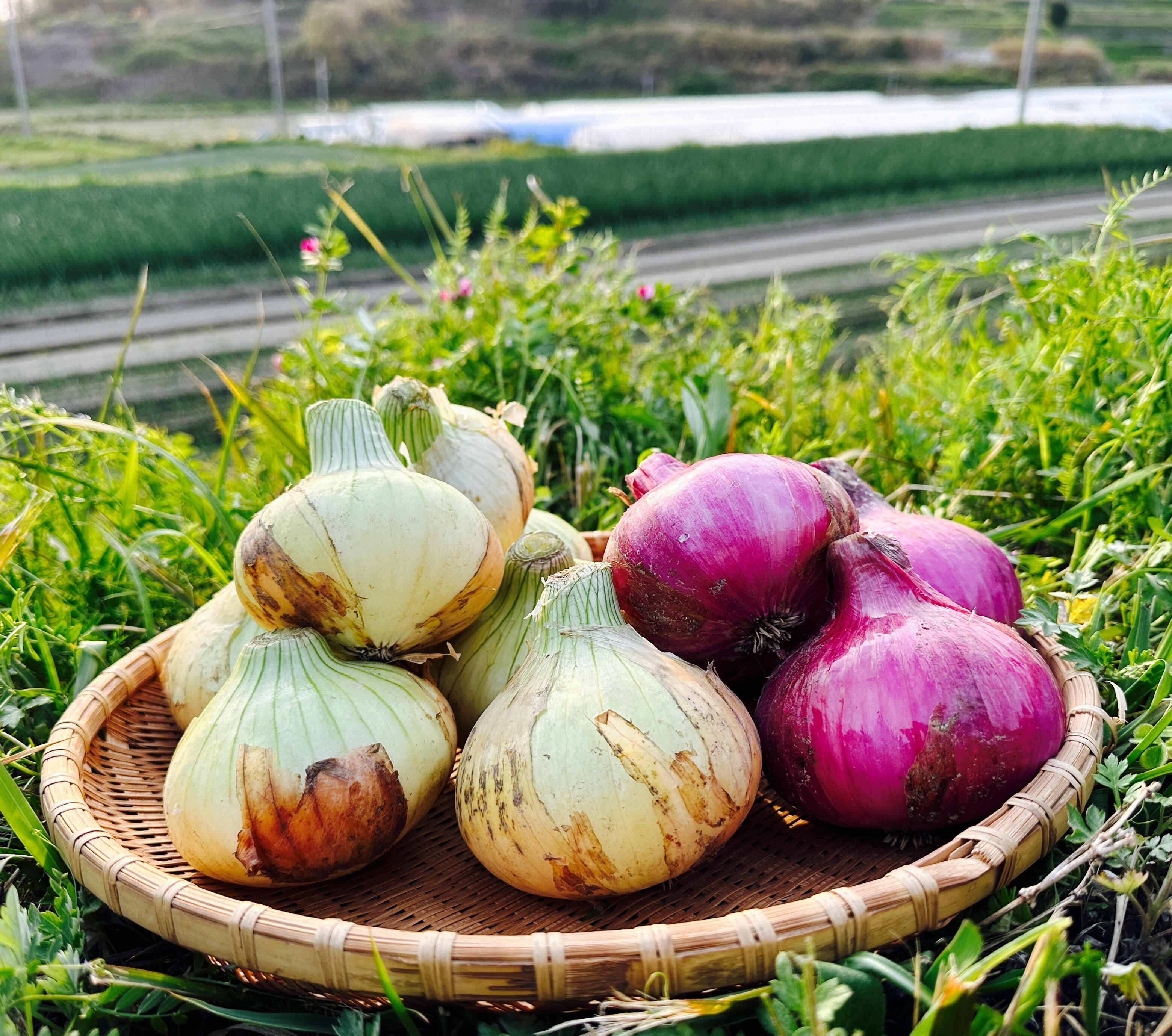 赤玉ねぎ〇玉入り】料理の彩りのために！淡路島の新玉ねぎ！【ひょうご