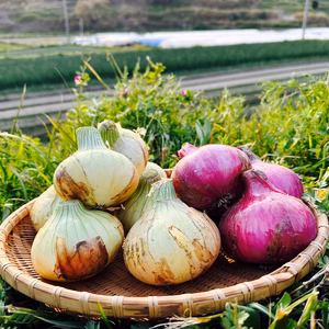終売【赤玉ねぎ〇玉入り料理の彩りのために！淡路島の玉ねぎ！【ひょうご安心ブランド