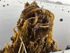 南三陸産　朝採れ生めかぶ　急速冷凍　完全無添加　50g前後×15個　15食分‼︎