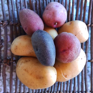 自然農法のジャガイモ