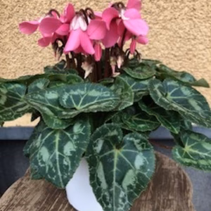 シクラメン　ジックス　4.５号　直径13.5センチ（プラスティック鉢）