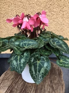 シクラメン　ジックス　4.５号　直径13.5センチ（プラスティック鉢）