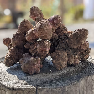 標高570mで育つあきもと農園自慢の紫キクイモ（1kg）